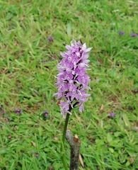 Dactylorhiza maculata