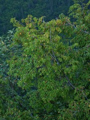 Ostrya carpinifolia