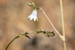 Conanthera campanulata