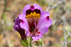 Alstroemeria magnifica magnifica