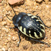 Gyriosomus reedi - Photo 由 Ariel Cabrera Foix 所上傳的 (c) Ariel Cabrera Foix，保留部份權利CC BY-NC-SA