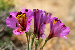 Alstroemeria magnifica magnifica