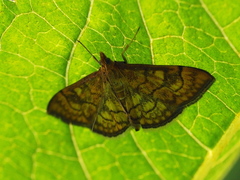 Anania verbascalis