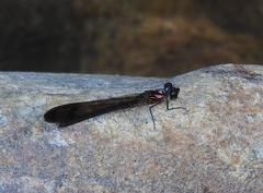 Heliocypha bisignata