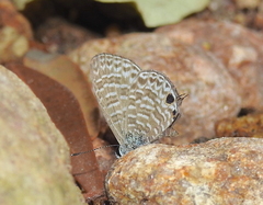 Lycaenidae