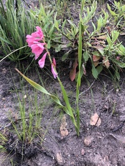 Watsonia rogersii