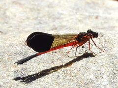 Euphaea cardinalis