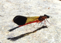 Euphaea cardinalis