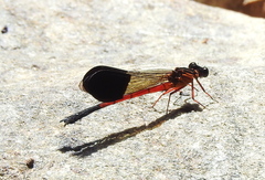 Euphaea cardinalis