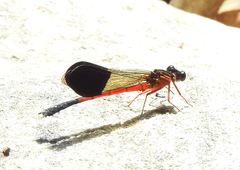 Euphaea cardinalis