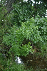 Searsia burchellii