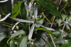 Clematis aristata