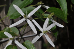 Clematis aristata