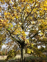 Acer platanoides