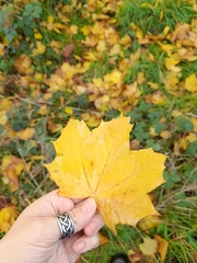 Acer platanoides