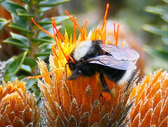 Bombus funebris