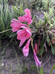 Watsonia rogersii