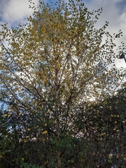 Betula pendula
