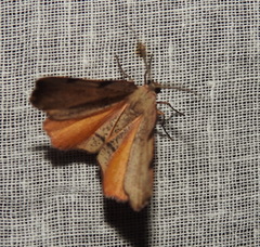 Achrosis