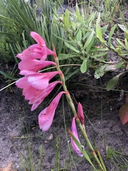 Watsonia rogersii