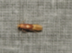 Stathmopoda auriferella