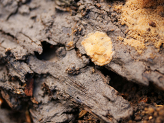 Sphaerosporium lignatile