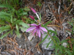 Chamaenerion fleischeri