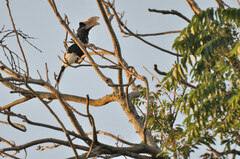 Bycanistes subcylindricus