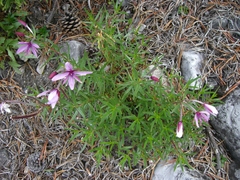 Chamaenerion fleischeri