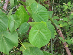 Macaranga tanarius