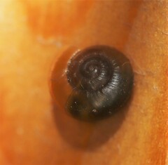 Gastrodontidae