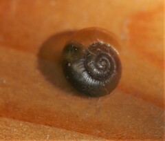 Gastrodontidae