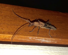 Scolecobrotus variegatus