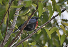 Cinnyris erythrocercus