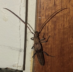 Scolecobrotus variegatus