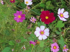 Cosmos bipinnatus