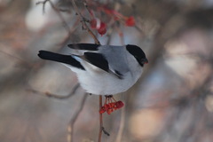 Pyrrhula pyrrhula cineracea