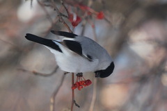 Pyrrhula pyrrhula cineracea