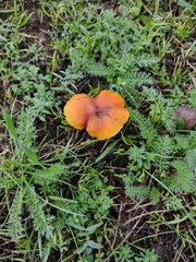 Hygrocybe conica