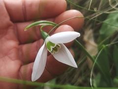 Galanthus