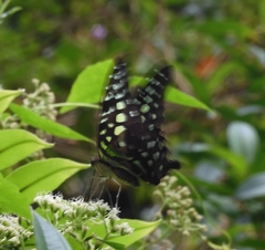 Graphium agamemnon agamemnon