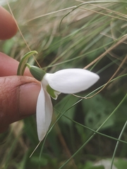 Galanthus