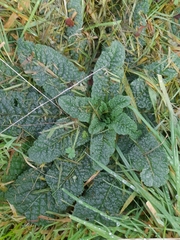 Magnoliopsida