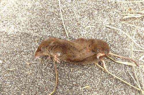 Long-clawed Shrew