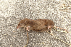 Long-Clawed Shrew photo 4
