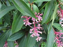Medinilla formosana
