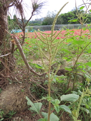 Amaranthus viridis