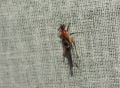Homoeoxipha lycoides