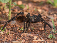 Acanthoscurria juruenicola