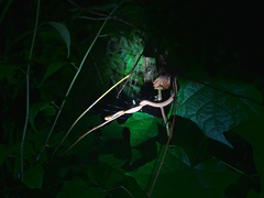Pareas chinensis